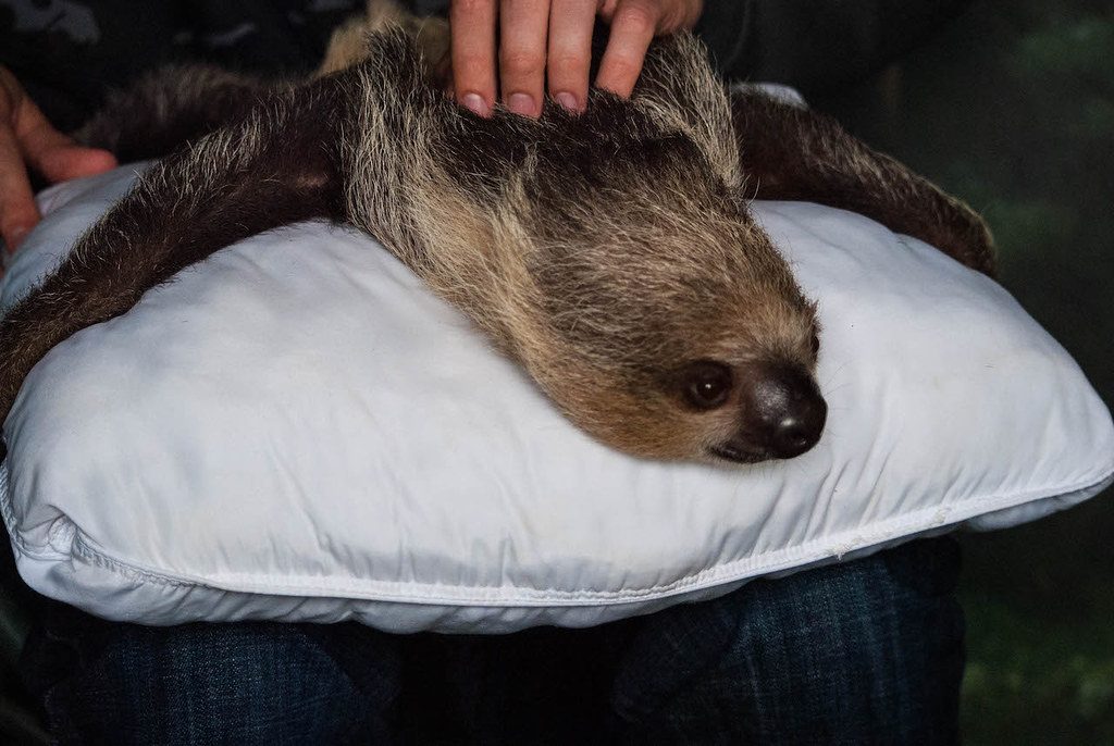 Petting a sloth